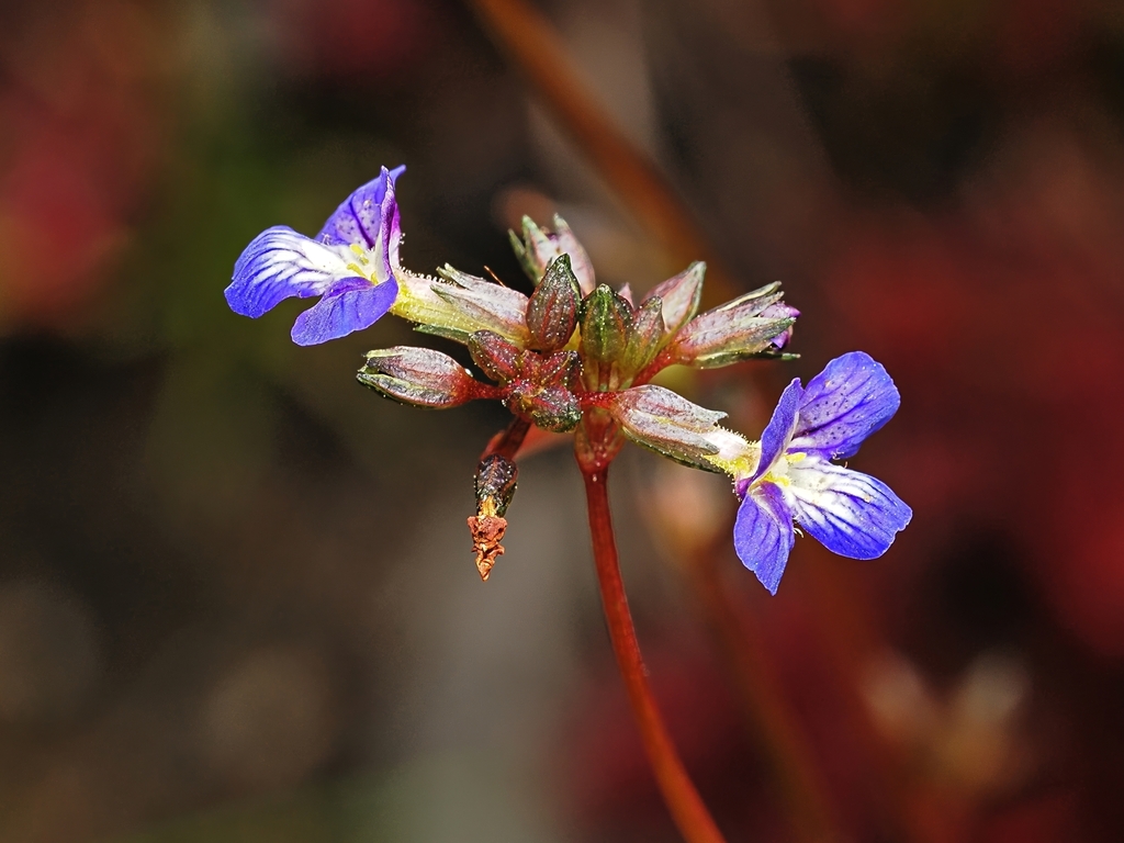 Vandellia lobelioides (Vandellia lobelioides)