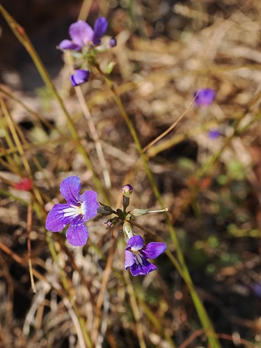 Vandellia lobelioides (Vandellia lobelioides)