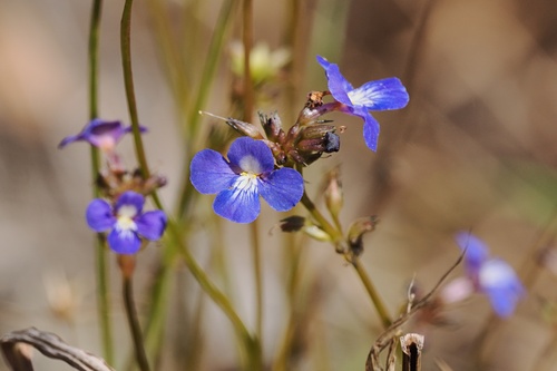Vandellia lobelioides (Vandellia lobelioides)