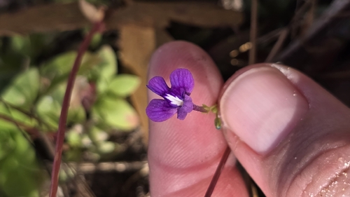 Vandellia lobelioides (Vandellia lobelioides)