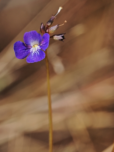 Vandellia lobelioides (Vandellia lobelioides)