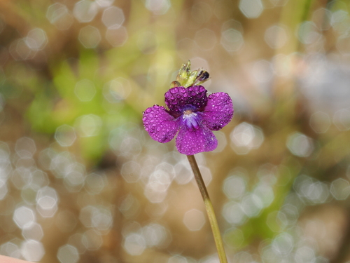 Vandellia lobelioides (Vandellia lobelioides)