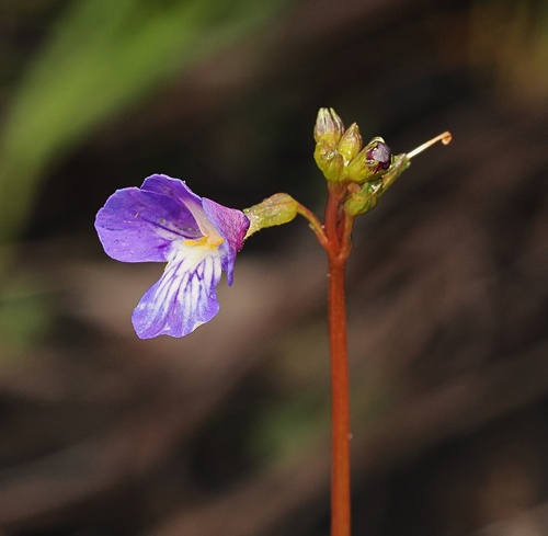 Vandellia lobelioides (Vandellia lobelioides)