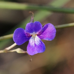 Vandellia lobelioides (Vandellia lobelioides)