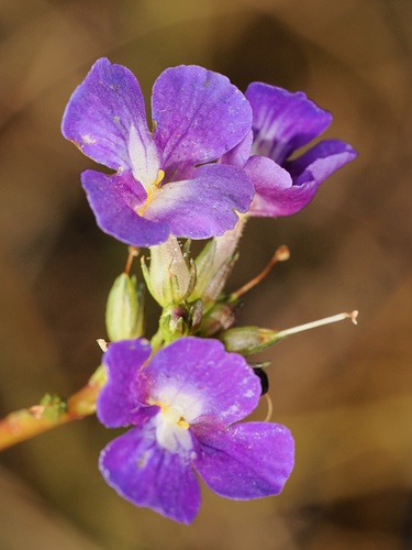 Vandellia lobelioides (Vandellia lobelioides)