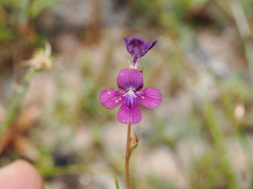 Vandellia lobelioides (Vandellia lobelioides)