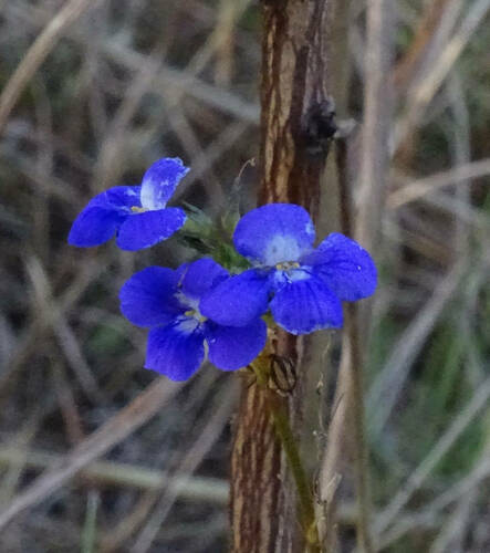Vandellia lobelioides (Vandellia lobelioides)