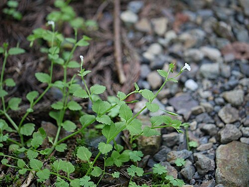 Vandellia setulosa: Lindernia setulosa：シソバウリクサ 2010/07/18 和歌山県田辺市：Tanabe City. Wakayama pref. Japan
