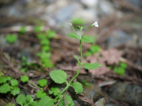 Vandellia setulosa: Lindernia setulosa：シソバウリクサ 2010/07/18 和歌山県田辺市：Tanabe City. Wakayama pref. Japan