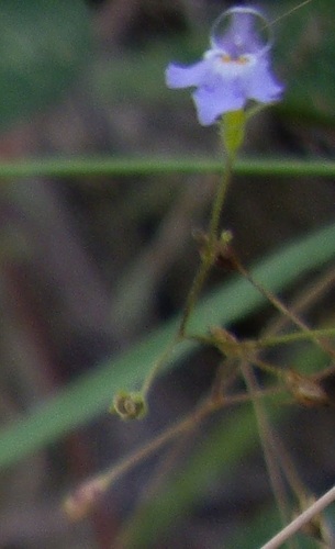 Vandellia thorelii (Vandellia thorelii)