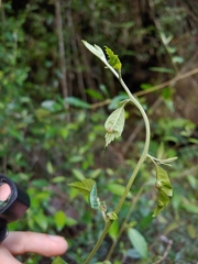 Serpentine manjack (Varronia bellonis)