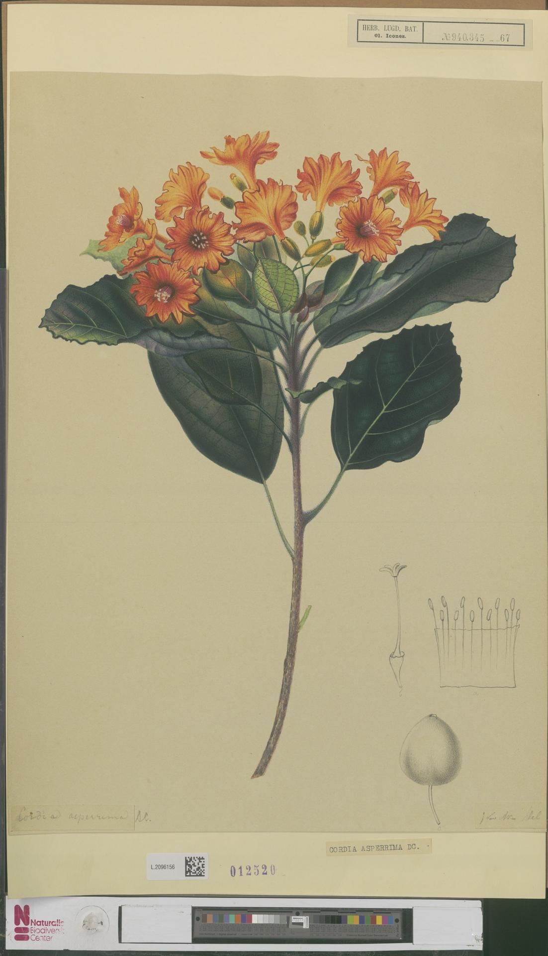 Varronia bullata: Cordia asperrima