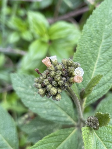 Varronia crenata (Varronia crenata)