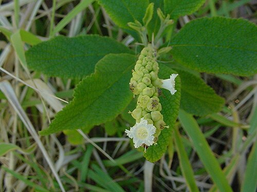 Varronia curassavica: Cordia curassavica