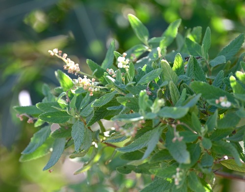 Varronia curassavica (Varronia curassavica)