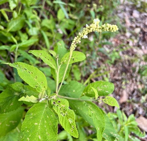 Varronia curassavica (Varronia curassavica)
