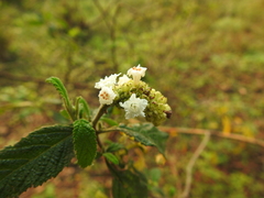 Varronia curassavica (Varronia curassavica)