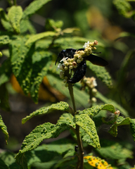 Varronia curassavica (Varronia curassavica)