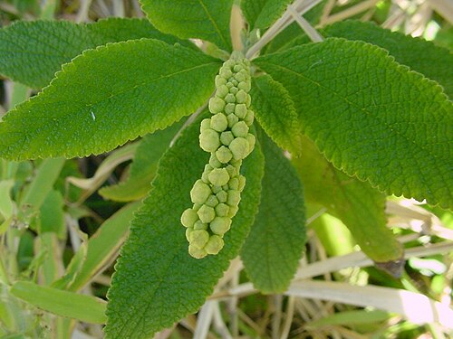Varronia curassavica: Cordia curassavica