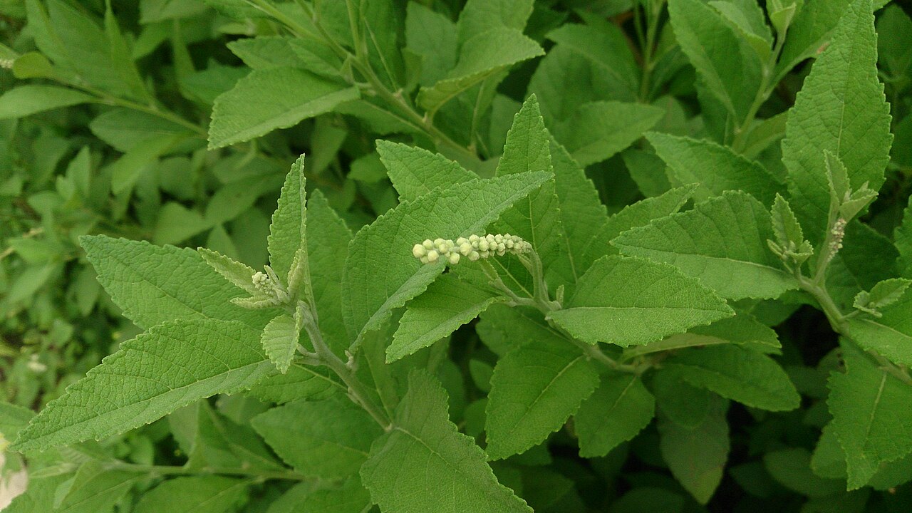 Varronia cylindristachya: Cordia cylindristachya. Common name: String Bush. Attracts feeding butterflies and is suitable as a hedge or for screening. Medicinal usage: treating colds, ind