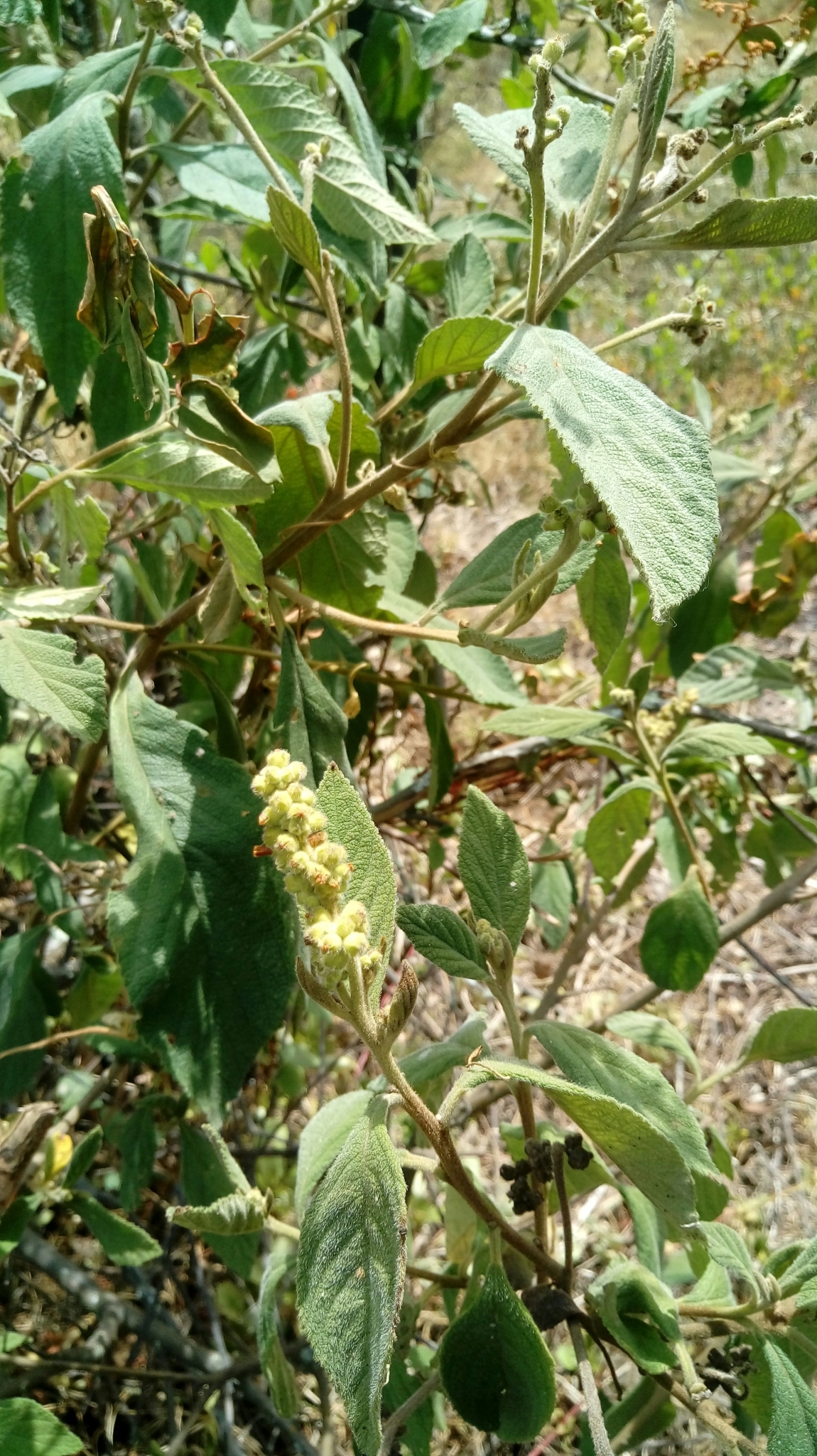Varronia cylindristachya: Varronia cylindrostachya. Species of plant.