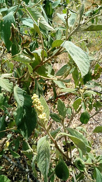 Varronia cylindristachya: Varronia cylindrostachya. Species of plant.