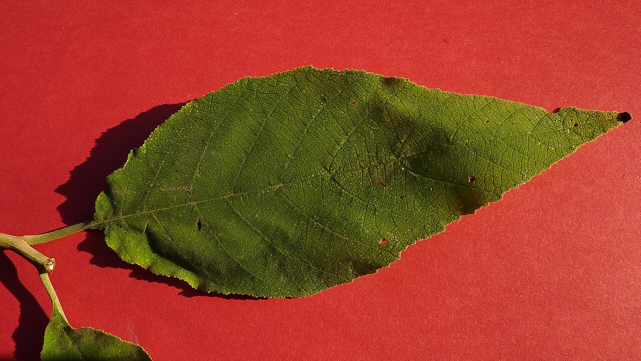 Varronia glandulosa: Varronia glandulosa (Fresen.) Borhidi