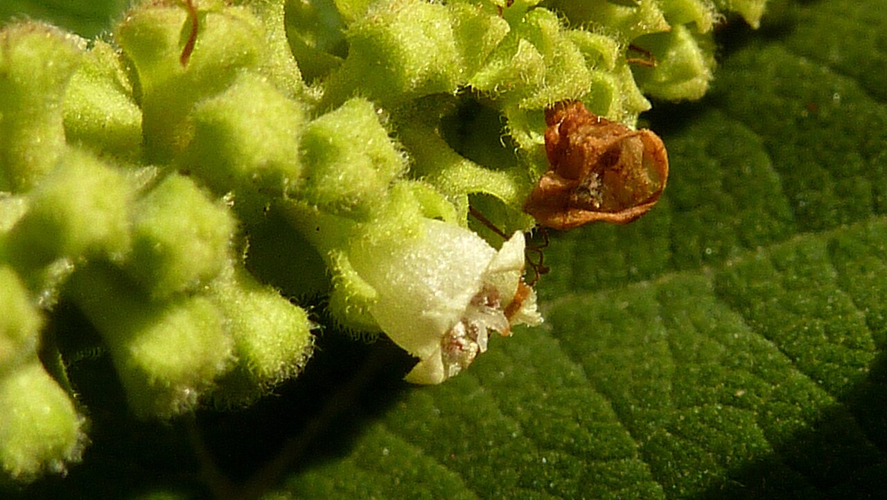 Varronia glandulosa: Varronia glandulosa (Fresen.) Borhidi