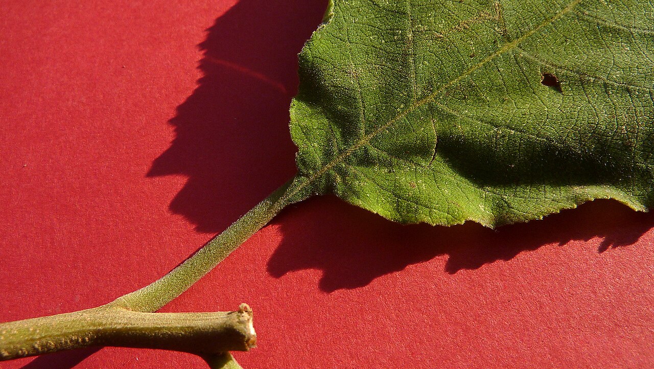 Varronia glandulosa: Varronia glandulosa (Fresen.) Borhidi