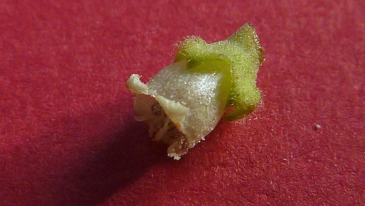 Varronia glandulosa: Varronia glandulosa (Fresen.) Borhidi