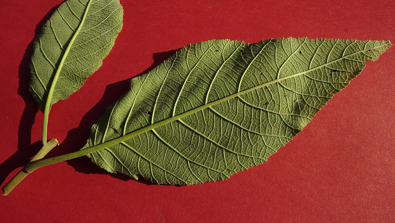 Varronia glandulosa: Varronia glandulosa (Fresen.) Borhidi