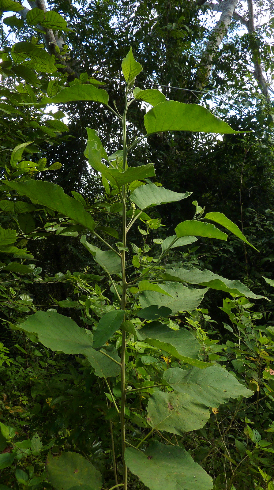 Varronia glandulosa: Varronia glandulosa (Fresen.) Borhidi