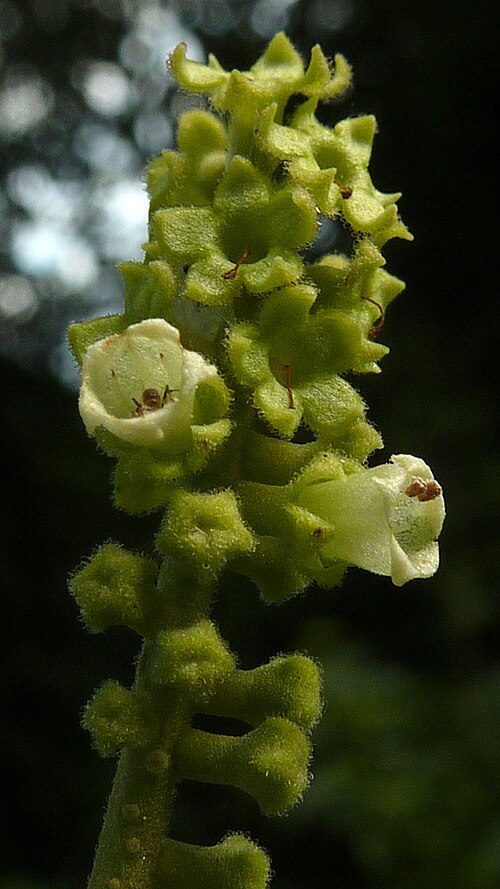 Varronia glandulosa: Varronia glandulosa (Fresen.) Borhidi