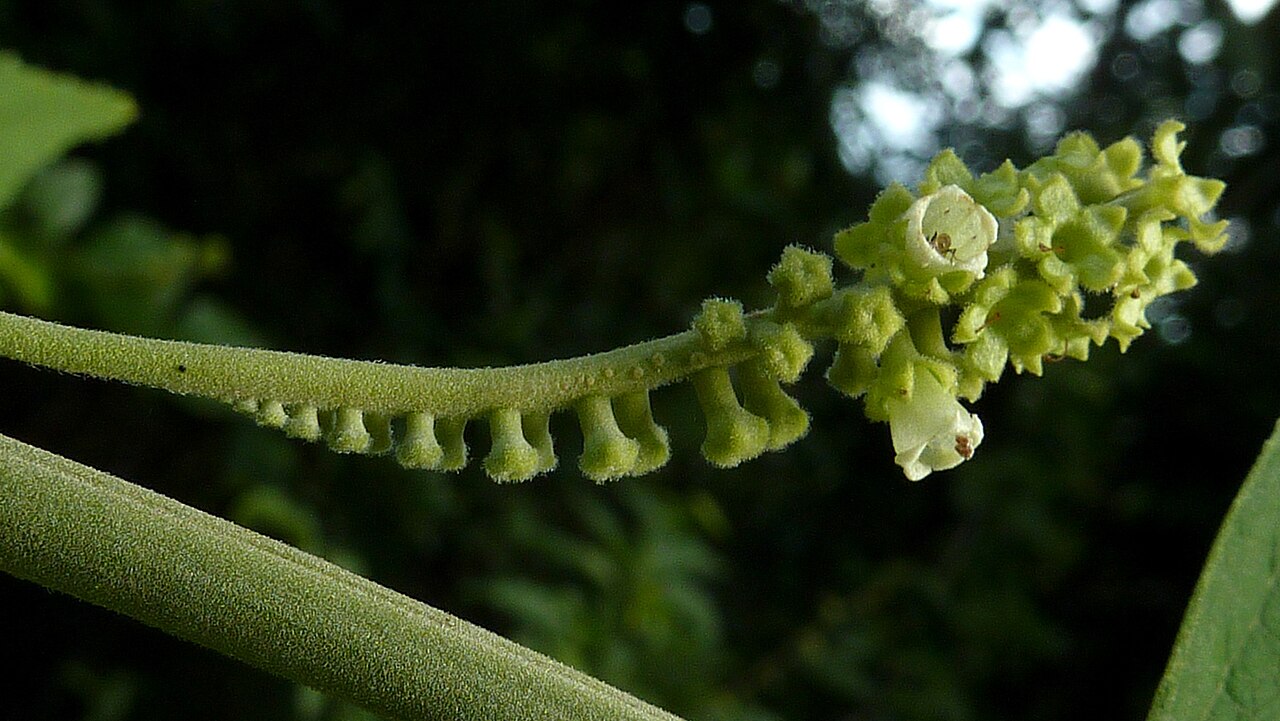 Varronia glandulosa: Varronia glandulosa (Fresen.) Borhidi
