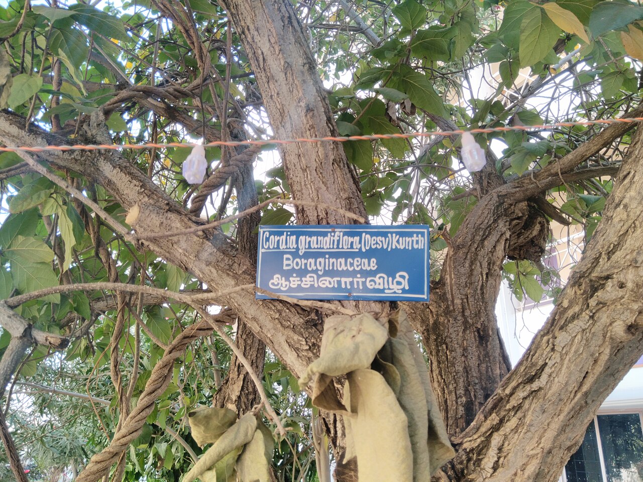 Varronia grandiflora: Cordia grandiflora (Desv) Kunth