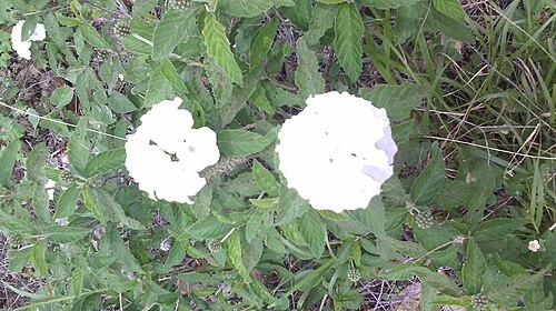 Varronia leucocephala: Planta típica do Nordeste Brasileiro.