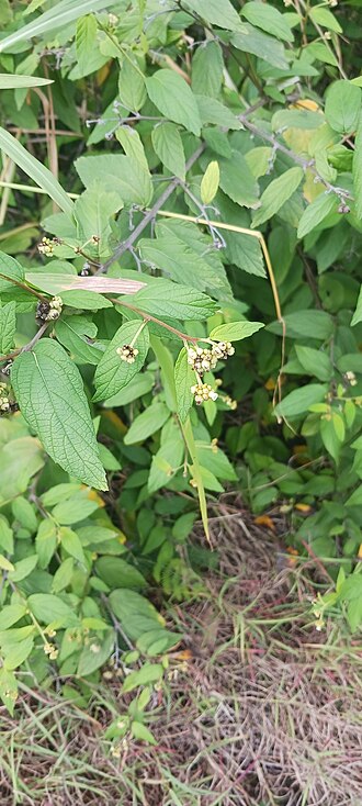 Black-sage: Black-sage ( Varronia polycephala ) in United States Virgin Islands