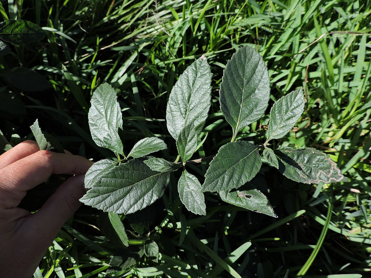 Black-sage: Black-sage ( Varronia polycephala ) in Brazil