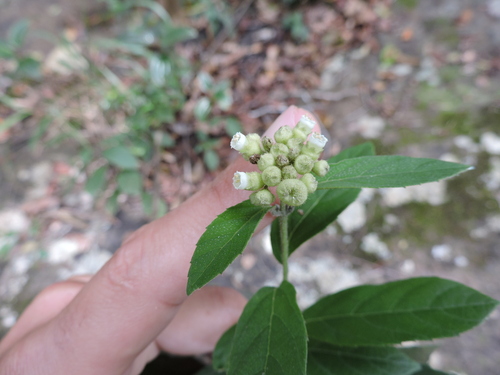 Black-sage (Varronia polycephala)
