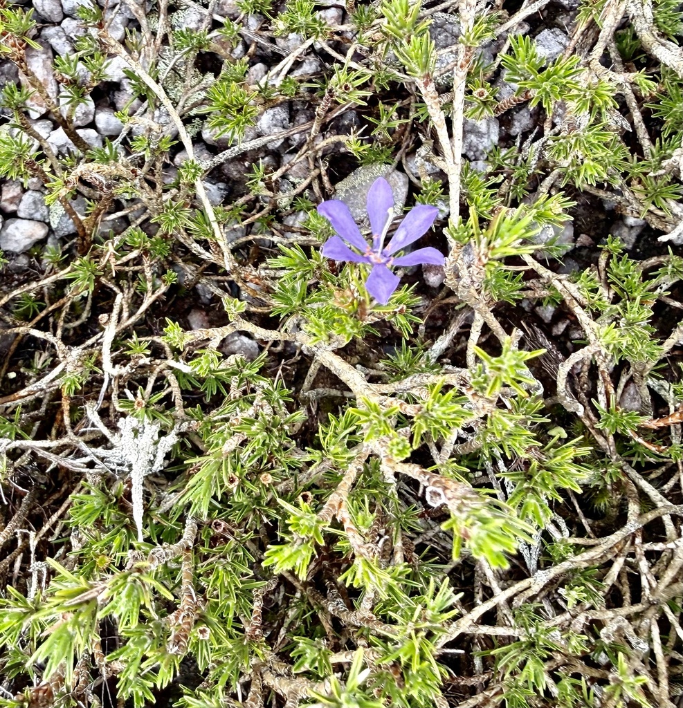 Vellozia abietina (Vellozia abietina)