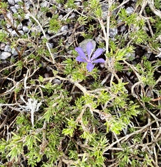Vellozia abietina (Vellozia abietina)