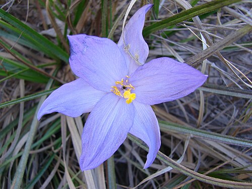 Vellozia angustifolia: Vellozia angustifolia Goethart & Henrard - VELLOZIACEAE - Parque Estadual da Serra dos Pirineus - Pirenópolis - Goiás - Brasil.