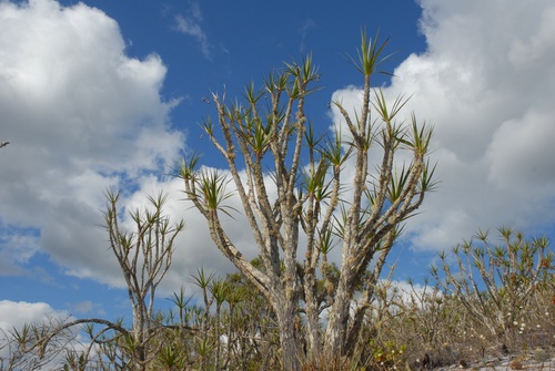 Vellozia auriculata (Vellozia auriculata)