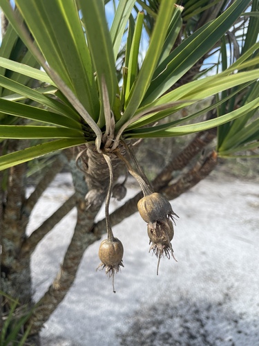 Vellozia auriculata (Vellozia auriculata)