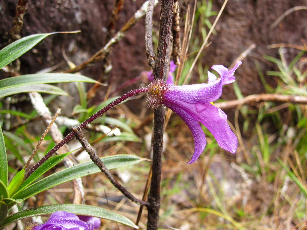 Vellozia caudata (Vellozia caudata)