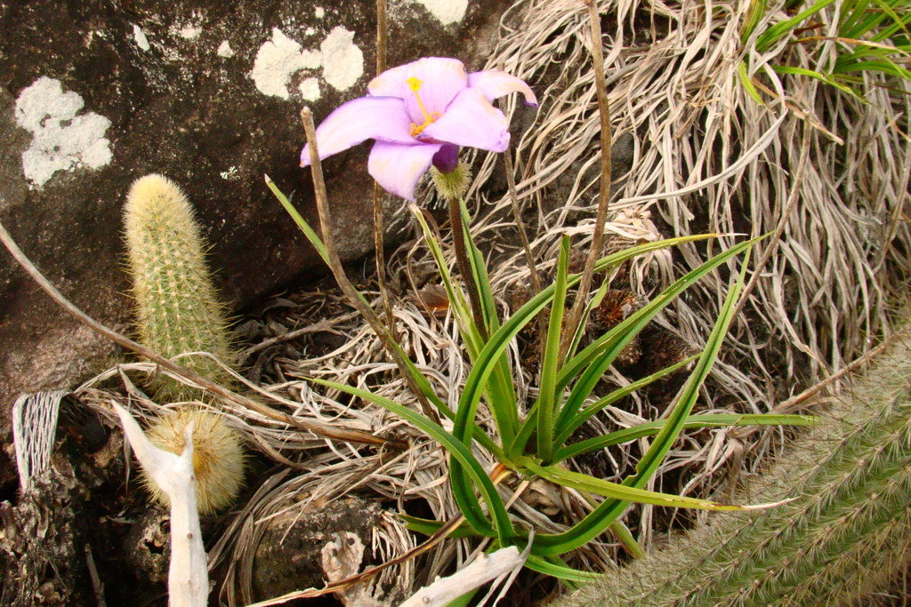 Vellozia crinita (Vellozia crinita)