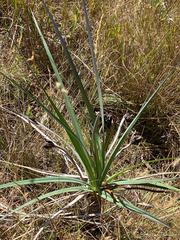 Vellozia glauca (Vellozia glauca)