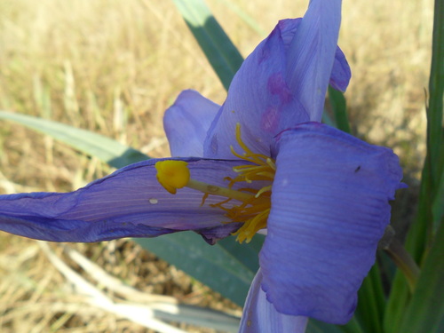 Vellozia glauca (Vellozia glauca)