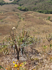 Vellozia glauca (Vellozia glauca)