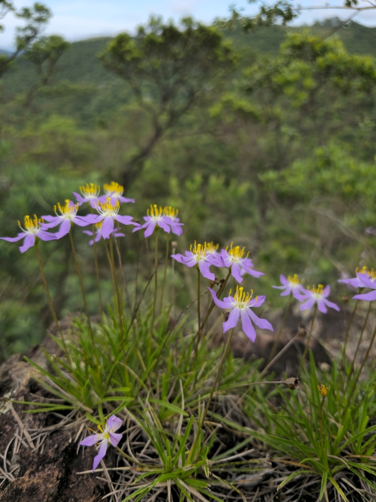 Vellozia graminea (Vellozia graminea)